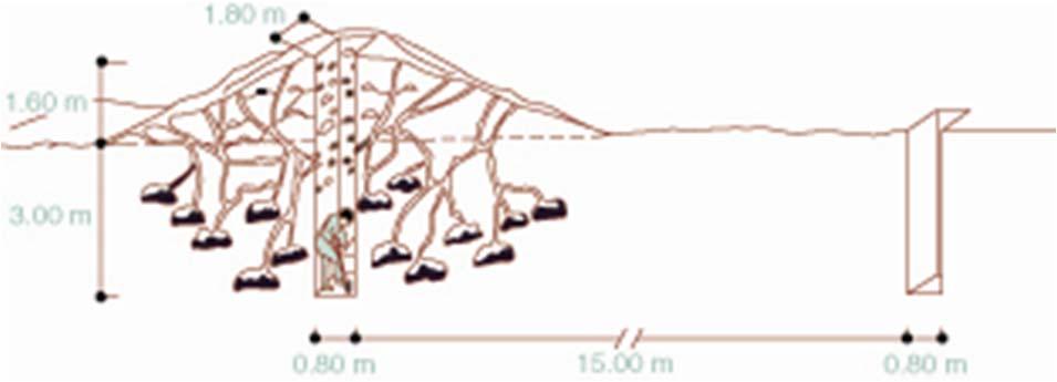 FIGURE 10-3 This is a diagram illustrating the methodology employed in excavation of shafts in the nests of Atta ants.