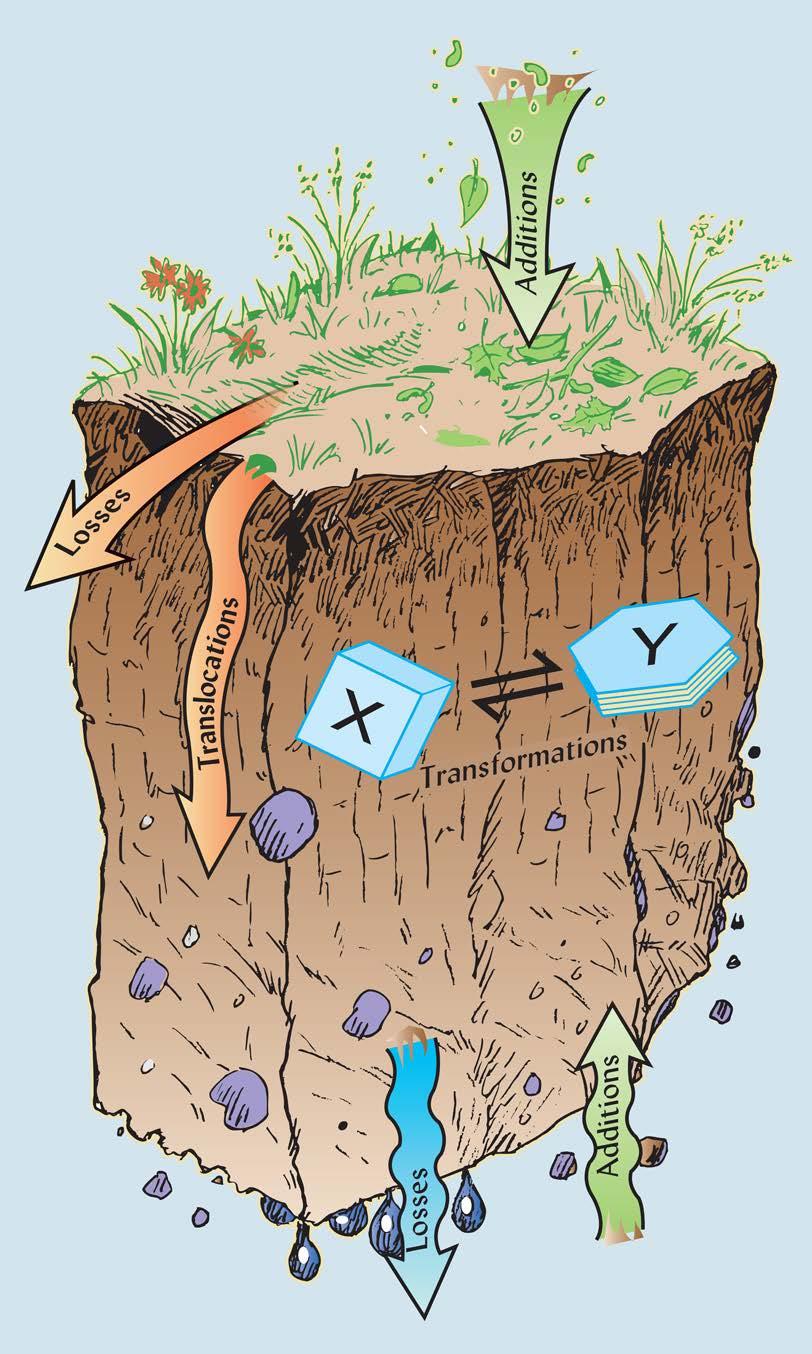 Major Soil Forming Processes Additions: Organic matter from dead plants added to soil surface Wind-blown dust Transformations: Mineral weathering Degradation of organic matter Translocations: Organic
