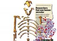 Human Evolution Becoming Human (A) Pan troglodytes, chimpanzee, modern (B) Australopithecus