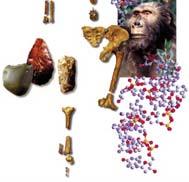 5 My (D) Homo habilis, KNM-ER 1813, 1.9 My (E) Homo habilis, OH24, 1.