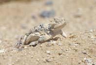 Desert horned lizard (Phrynosoma platyrhinos), Death Valley, CA, USA 3. Evolutionary Reversals A character may revert from a derived state back to an ancestral one.