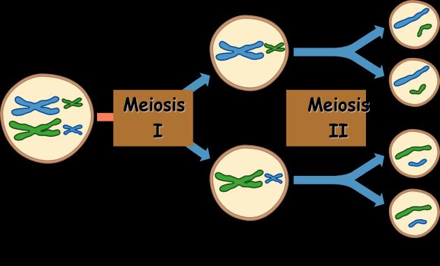 7. Meiosis and Genetics a. Meiosis basis for sexual reproduction i. Similar to mitosis, but division happens twice ii.
