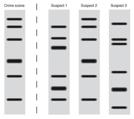 b. DNA Technology i. DNA Fingerprinting (DNA Typing) 1. A method of isolating and making images of DNA 2.