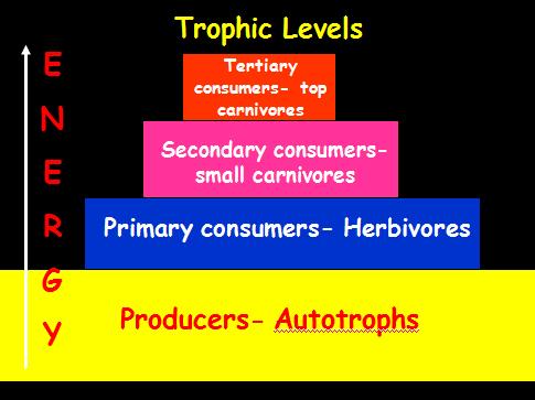 2. Consumer all heterotrophs that ingest food containing the sun s energy (herbivores, carnivores, omnivores, decomposers) a. Primary eat plants (herbivores) b.