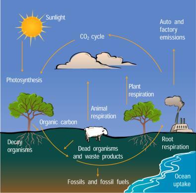 Nitrate can be turned back into atmospheric nitrogen (denitrification) d. Population Dynamics i. Population Density the number of organisms in a given area ii.