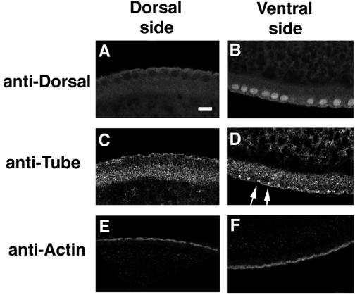 2446 P. Towb, R. L. Galindo and S. A. Wasserman Fig. 3. Tube clusters at signaling sites on the ventral surface of wildtype embryos.