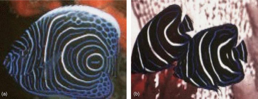 K.M. Page et al. / Physica D 202 (2005) 95 115 109 Fig. 10. Pictures of the nested ring-like patterns on skin of the marine angelfish. (a) P. imperator; (b) P. semicirculatus.