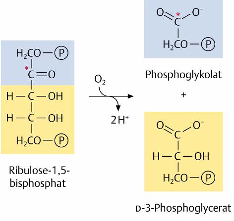 Oxidative Splitting of R-1,5-bP under Stress Conditions: High