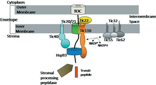 Import of Proteins into Plastids 5. TIC22 Couples Transport Between Outer and Inner Membrane 6. HSP93 Aids in Emergence of Preprotein at the Inner Surface 7.