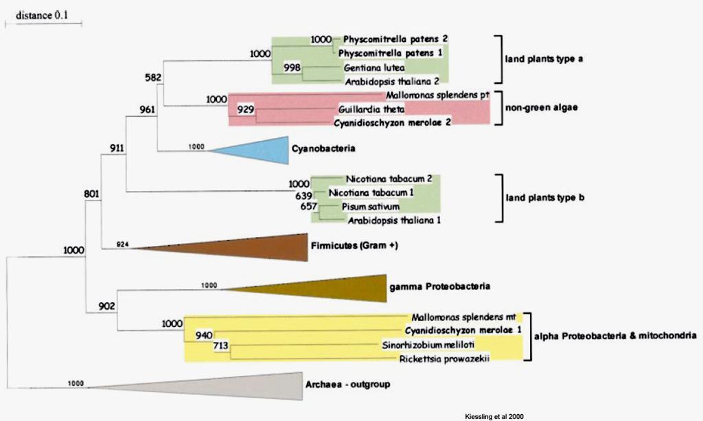 Phylogenetic Tree of FtsZ-Genes FtsZ2 (2-1 & 2-2) Chrysophyceae