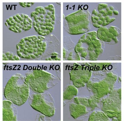 FtsZ Triple Mutant in Arabidopsis