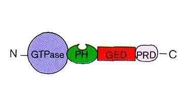 GTPase regulatory Domain PRD = Prolin rich Domain Osteryoung 2001 Dnm Isoforms Dynamin cyt