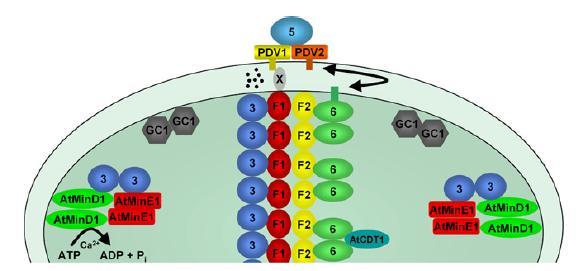 Molecular Components of the PD Ring 5 Dynamin-like protein 3 5 6 PDV1 PDV2 AtMinD1 AtMinE1 F1 F2 AtCDT1 3: Arc3.