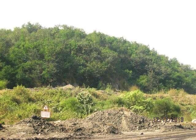 Photograph 8.5 : Plantation on External OB (Hingula OC Mine) Photograph 8.