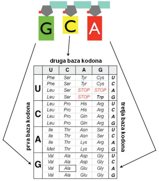 Z zaporedjem nukleinskih baz v RNK je določeno zaporedje aminokislin v proteinih: niz treh zaporednih baz (imenovan kodon) zapisuje informacijo za določeno aminokislino (torej navodilo o tem, katero
