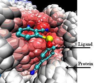 Ligand Protein Figure 1.2 A binding pose of a ligand in the active site of a protein [8]. Protein Ligand Figure 1.