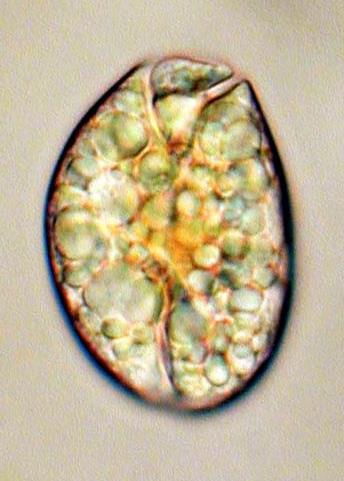 Amphidinium оperculatum Claparede