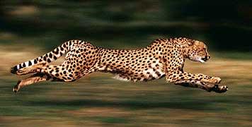 5. Cheetah 61 mph On June 20, 2012 she ran 100m in 5.