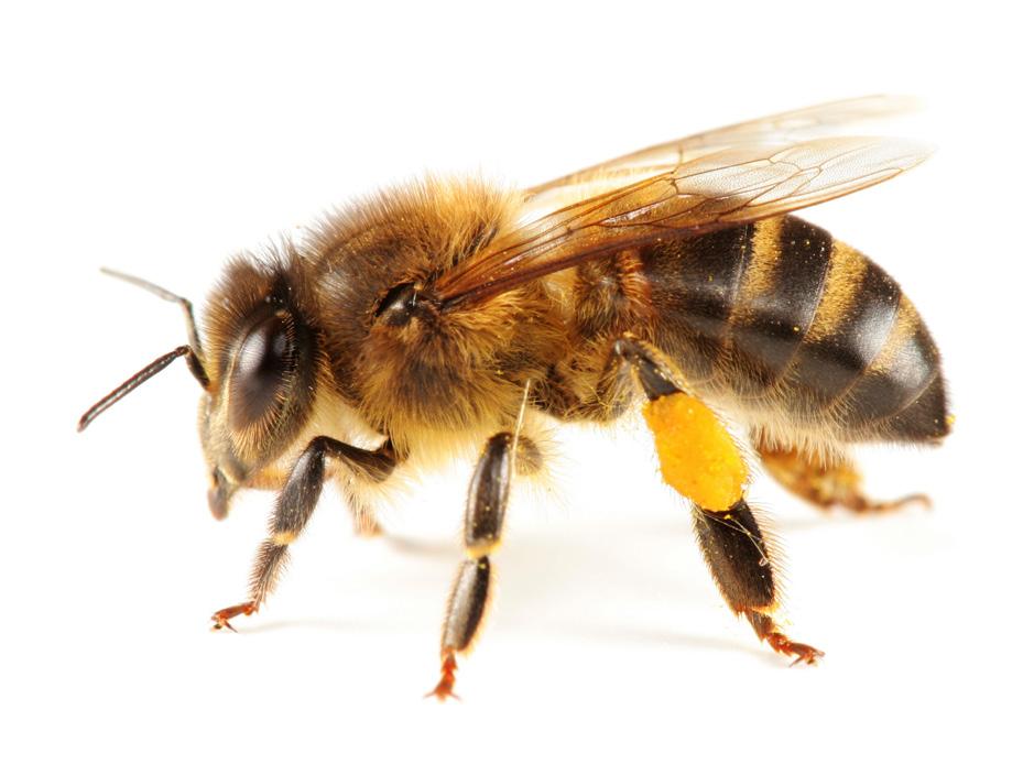 17 The Bee Cause Project Bee Biology In Brief Honey bee Anatomy (scientific name, Apis mellifera)- Honey bees have two antennae, two compound eyes, two pairs of wings (4), three pairs of legs (6), a