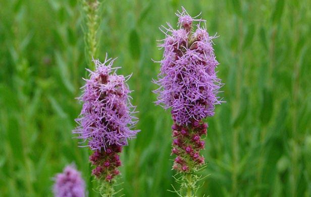 31 The Bee Cause Project Below are some of the Top Picks for Pollinators Blazing Star With its showy, electric pink or purple flower spikes, blazing star is a magnet for bees and butterflies.