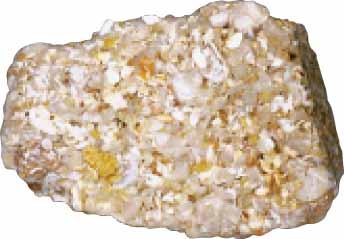 Classified by particle size Common rocks include - Shale (most abundant) - Sandstone - Conglomerate Shale with Plant Fossils