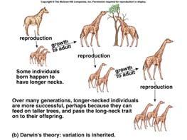 characteristics that can be inherited Darwin reasoned that natural selection Results in favored traits