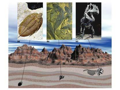 Fossils are found in distinct layers Fossil Record