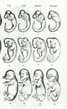 V. Comparative Embryology Embryological stages all vertebrate embryos look similar early in their development evidence of common ancestry similar developmental instructions in DNA V.