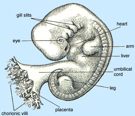 Human Fetus 5 weeks