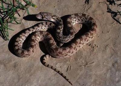 a rattlesnake, the one