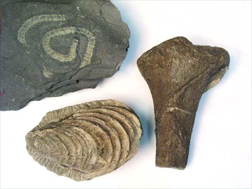 Fossils include: hard body