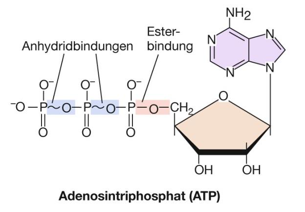 ATP Why energy rich (=high ΔG of hydrolysis, high group transfer potential)?