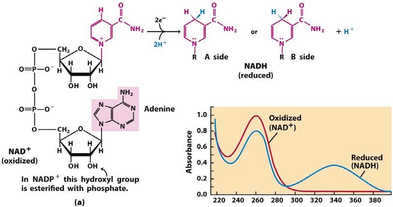 NAD(P) + /NAD(P)H + H + Dehydrogenase catalysed reactions: + Hydride anion ion transfer!