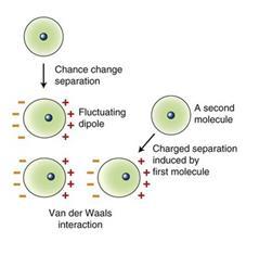 Dispersion forces (van de Waal s forces) are the weakest bonding forces that exist between particles, and arise due to the formation of instantaneous dipoles in