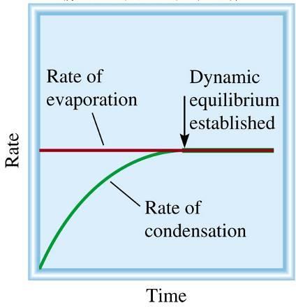 The equilibrium vapor pressure is the vapor pressure measured when a dynamic equilibrium exists between