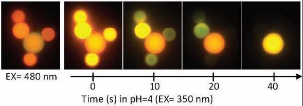 Reducing ph from 7 to 5 6, fluorescence intensity of the embedded QDs is reduced by more than 50%.