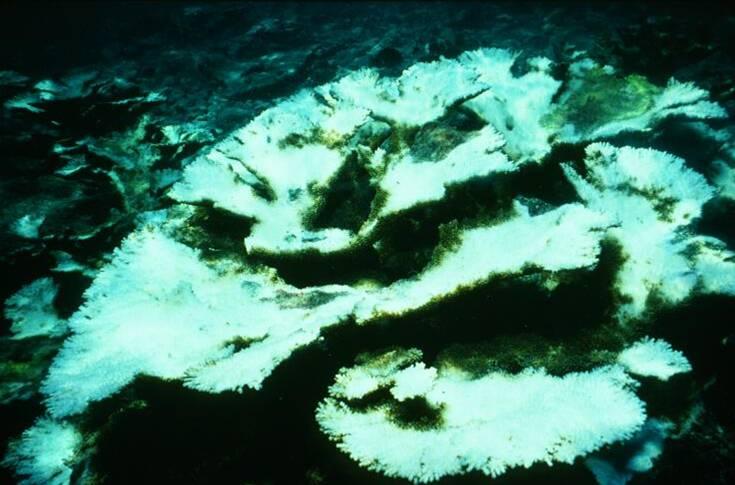 Coral Bleaching Coral zoox are expelled with