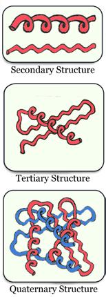 Protein Structure The previous section focuses on the primary and the tertiary structures of proteins.