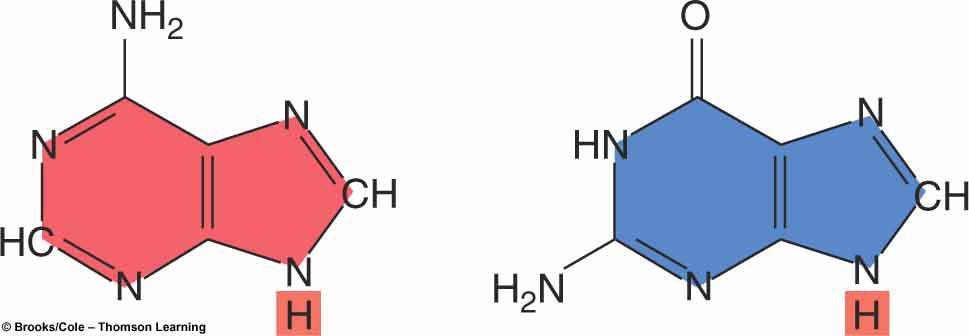 double-stranded molecule sugar = deoxyribose