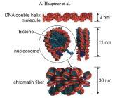 geometry Chromatin fiber