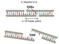 fibers or double helix stands categorize damages: SSB: 1