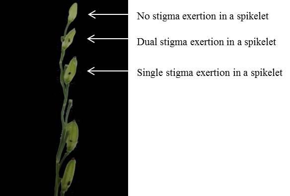 QTLs of stigma exertion rate in rice 3 In the present study, four flowering-related traits, including SSE, DSE, TSE, and SNP, were measured in two different environments (Hainan and Zhejiang) in an