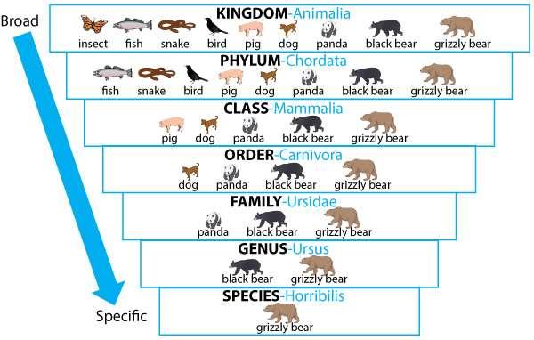 Occurrence Taxonomy Life cycle and life span
