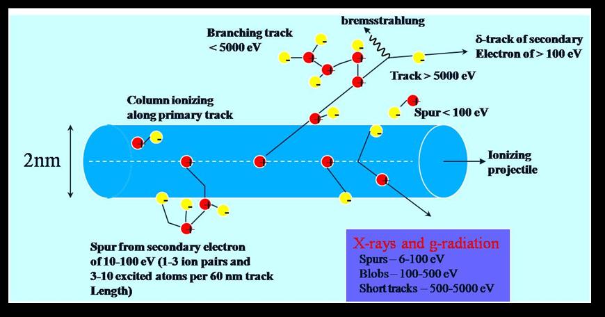 SPURS, BLOBS, AND TRACKS Energy transfer is generally the result of the deposition of energy in discrete