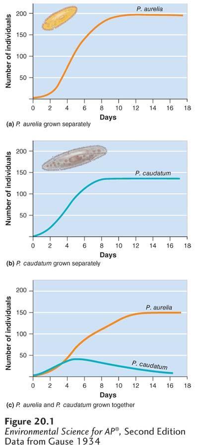 Competition Competition for a limiting resource. When Gause grew two species of Paramecium separately, both achieved large population sizes.