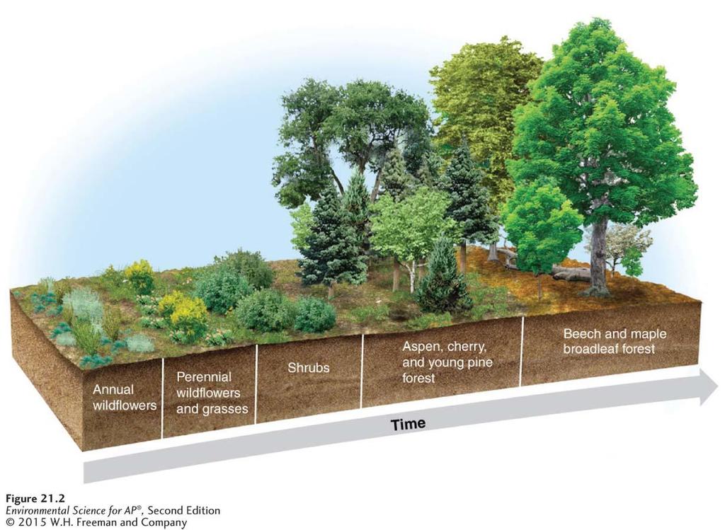 Secondary succession starts with soil Secondary succession The succession of plant life that occurs in areas that have been disturbed but have not lost their soil. Secondary succession. Secondary succession occurs where soil is present, but all plants have been removed.