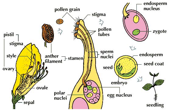 C. Diagram the prcess f plant fertilizatin Plant Fertilizatin Plant Fertilizatin: The meeting f the male gamete with