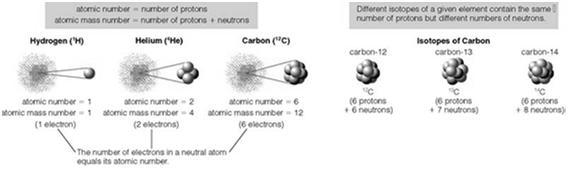 isotopes shown above are examples Isotopes differ in the number of neutrons in the nucleus Isotopes are often radioactive, an astronomically important