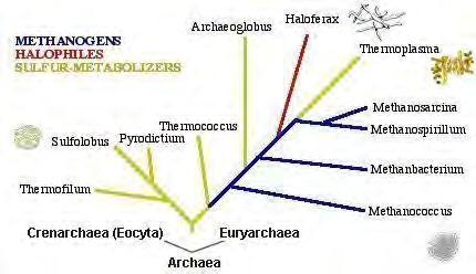 The Archaea are a group of single-celled microorganisms.