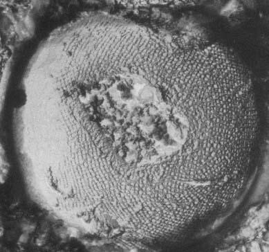 Desulfurococcus Archaea Crenarchaeota Thermoprotei Desulfurococcales